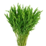 Dried green Avena - bunch ~50 stems