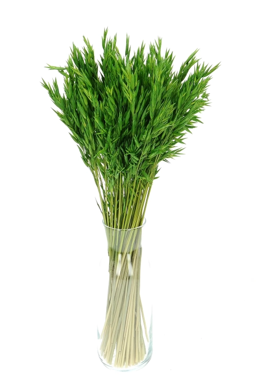 Dried green Avena - bunch ~50 stems