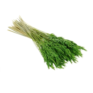 Dried green Avena - bunch ~50 stems