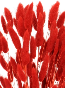 Dried red Lagurus - bunny tail grass ~60 stems