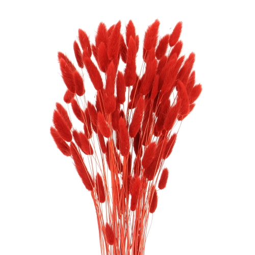 Dried red Lagurus - bunny tail grass ~60 stems