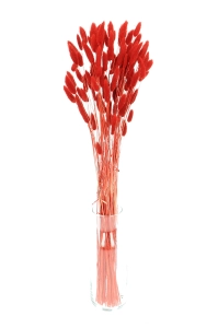 Dried red Lagurus - bunny tail grass ~60 stems