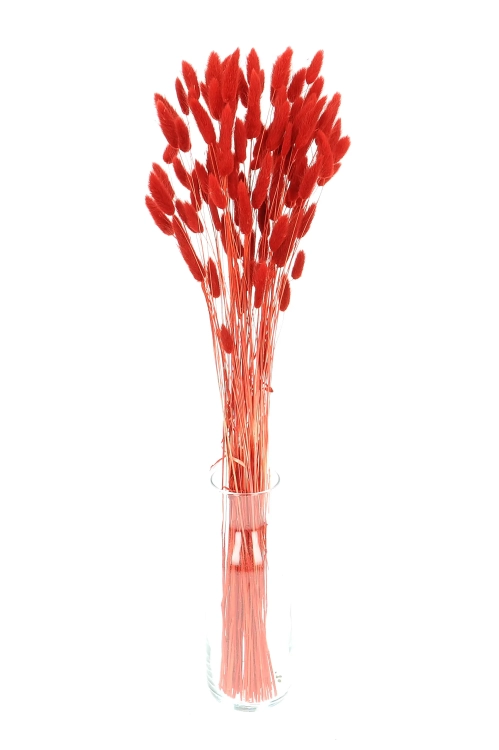 Dried red Lagurus - bunny tail grass ~60 stems