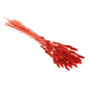 Dried red Lagurus - bunny tail grass ~60 stems
