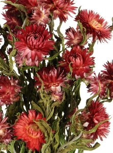 Dried flowers - red Helichrysum, Xerochrysum - bunch