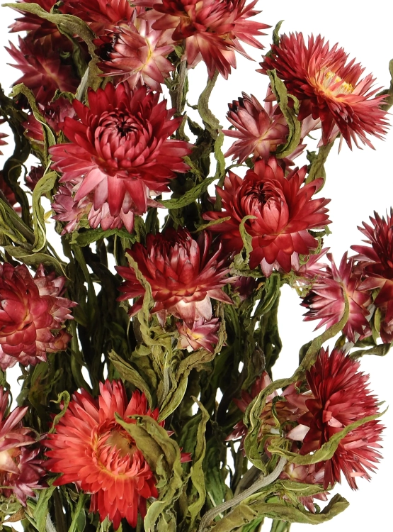 Dried flowers - red Helichrysum, Xerochrysum - bunch
