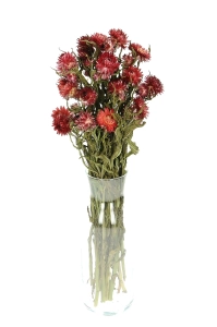 Dried flowers - red Helichrysum, Xerochrysum - bunch