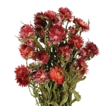 Dried flowers - red Helichrysum, Xerochrysum - bunch