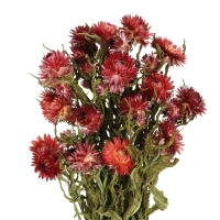 Dried flowers - red Helichrysum, Xerochrysum - bunch