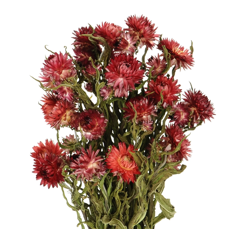 Dried flowers - red Helichrysum, Xerochrysum - bunch