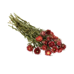 Dried flowers - red Helichrysum, Xerochrysum - bunch