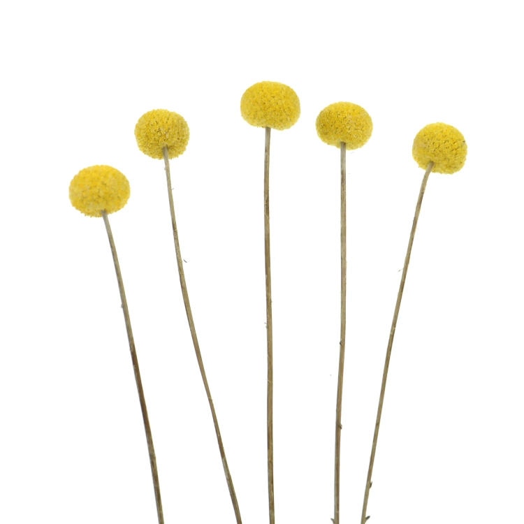 Dried Craspedia 5 pcs. - large variety - dried flowers