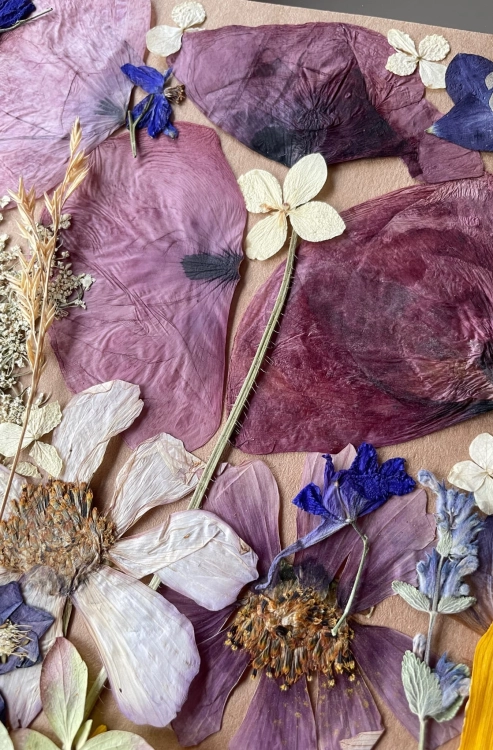 Pressed flowers - set with poppies ~40 pcs