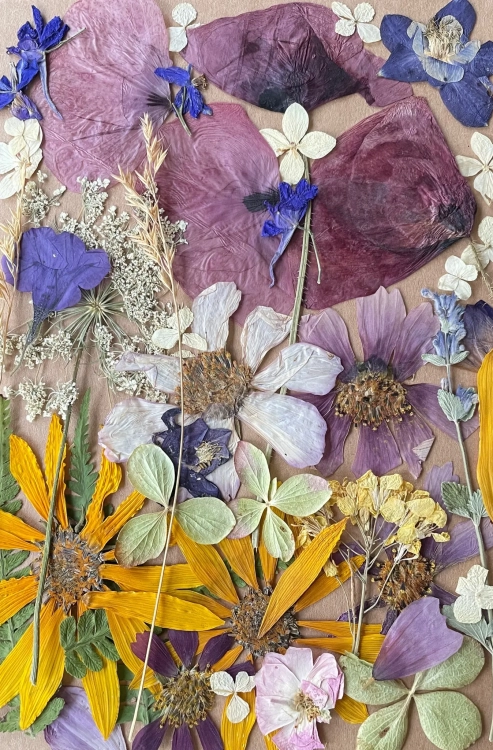 Pressed flowers - set with poppies ~40 pcs