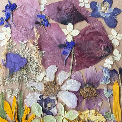 Pressed flowers - set with poppies ~40 pcs
