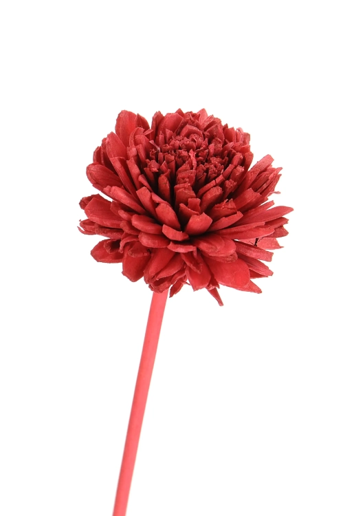 Shola flower - red zinnia - stem