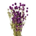 Dried purple globe amaranth, Gomphrena - bunch 