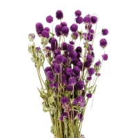 Dried purple globe amaranth, Gomphrena - bunch 