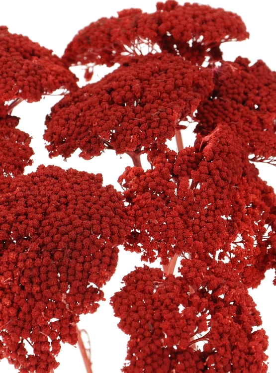 Dried red Achillea - bunch - dried flowers