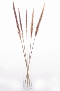 Pampasgras, natürlich - 70 cm, 5 Stk. - Trockengräser