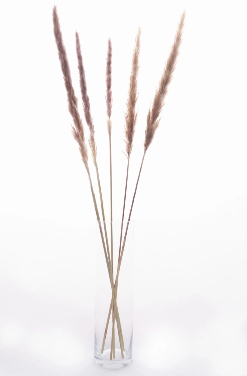 Pampasgras, natürlich - 70 cm, 5 Stk. - Trockengräser