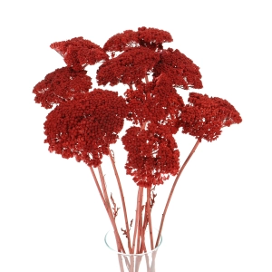 Dried red Achillea - bunch - dried flowers