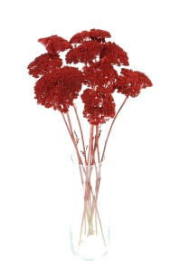 Dried red Achillea - bunch - dried flowers
