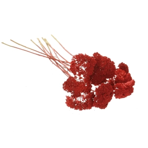 Dried red Achillea - bunch - dried flowers