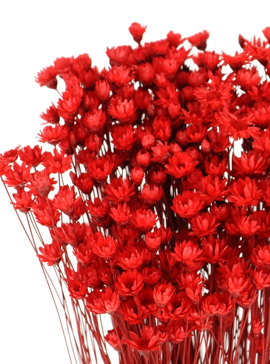 Dried red Glixia - bunch - dried flowers