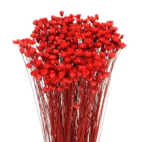 Dried red Glixia - bunch - dried flowers