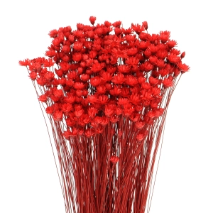Dried red Glixia - bunch - dried flowers