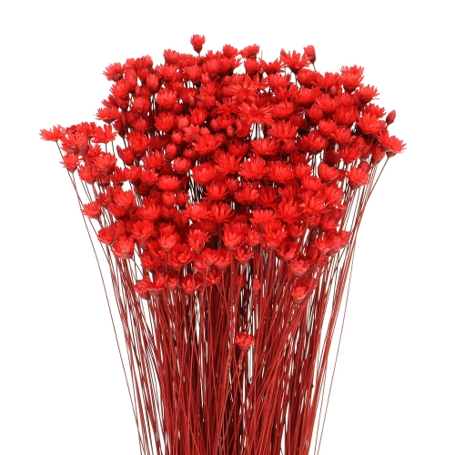 Dried red Glixia - bunch - dried flowers
