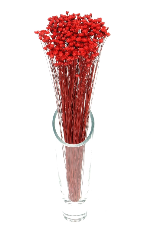 Dried red Glixia - bunch - dried flowers