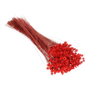 Dried red Glixia - bunch - dried flowers