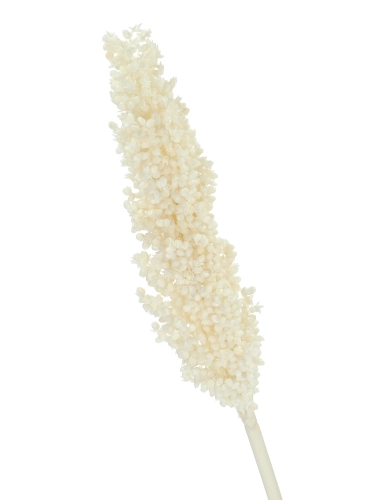 Suszone sorgo bielone ~5 szt. - suszone trawy