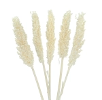 Sorghum, gebleicht - Strauß 5 Stk. - Trockengräser