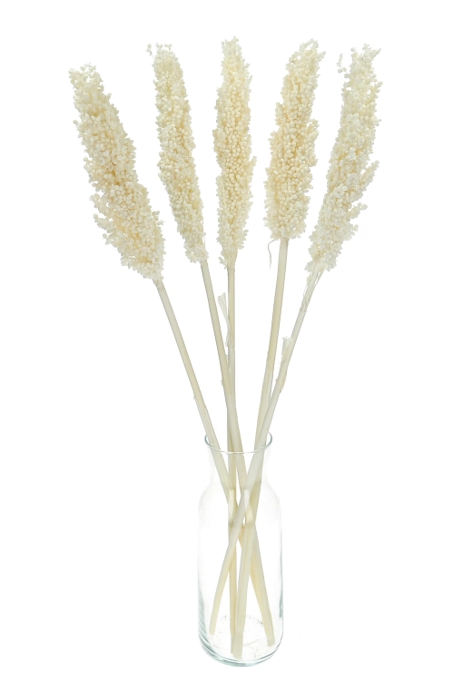 Suszone sorgo bielone ~5 szt. - suszone trawy