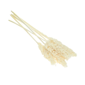 Suszone sorgo bielone ~5 szt. - suszone trawy