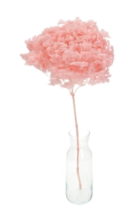 Preserved pink Hydrangea