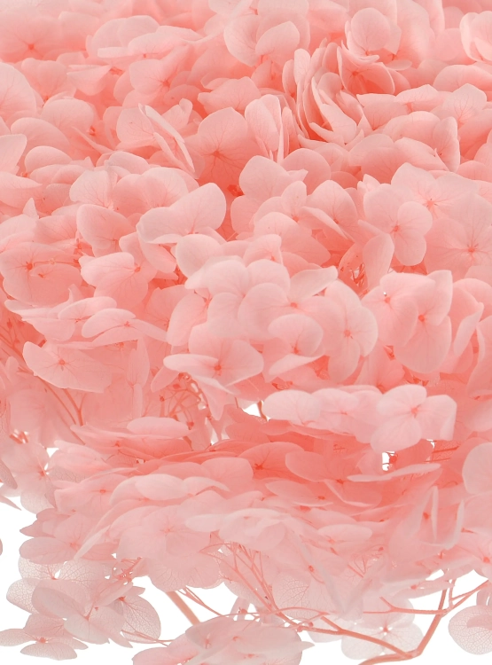 Preserved pink Hydrangea