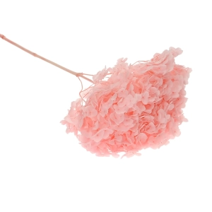 Preserved pink Hydrangea