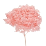 Preserved pink Hydrangea 