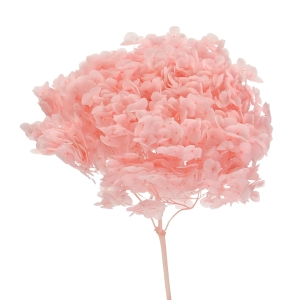 Preserved pink Hydrangea