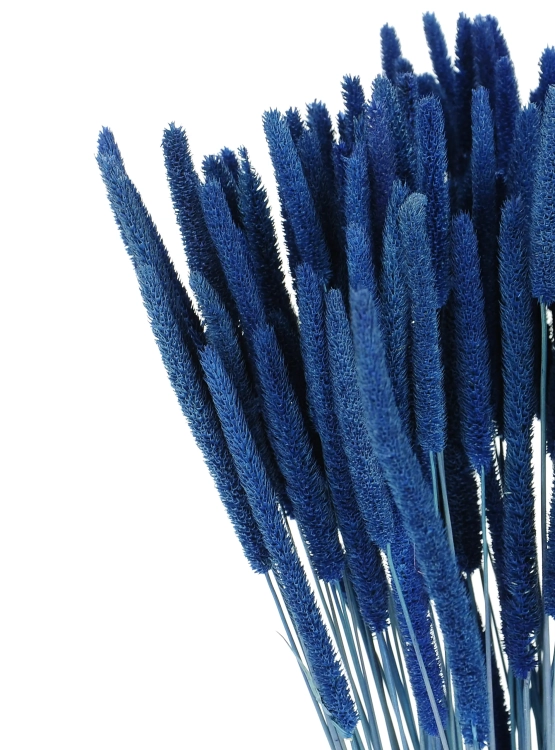 Dried blue Timothy (Phleum) - bunch