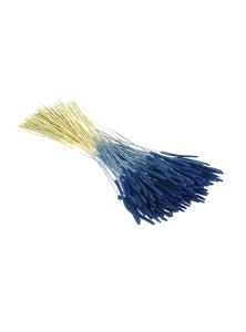 Dried blue Timothy (Phleum) - bunch