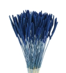 Dried blue Timothy (Phleum) - bunch