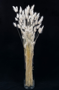 Dried white Lagurus - bunny tail grass ~60 stems