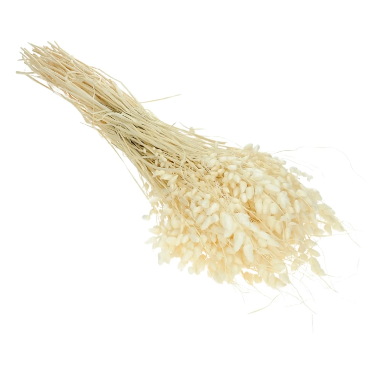 Dried flowers - white Briza, quaking grass - bunch