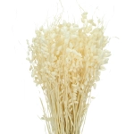 Dried flowers - white Briza, quaking grass - bunch