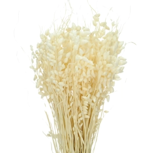 Dried flowers - white Briza, quaking grass - bunch